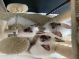 Adorables chatons Siamois disponibles