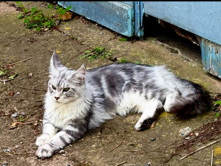 Mâle Maine Coon black silver blotched tabby LOOF disponible pour saillie