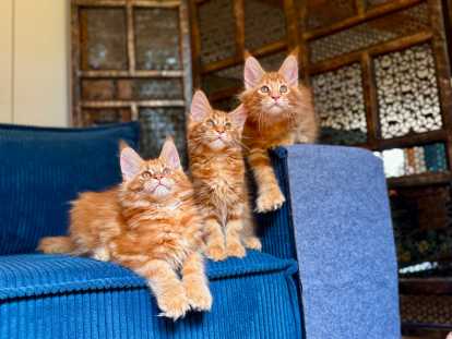 Chatons Maine Coon polydactyles à vendre