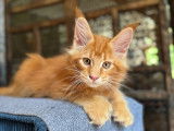 Chatons Maine Coon polydactyles à vendre