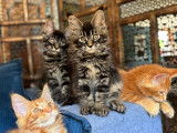 Chatons Maine Coon polydactyles à vendre