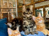 Chatons Maine Coon polydactyles à vendre