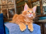 Chatons Maine Coon polydactyles à vendre