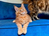 Chatons Maine Coon polydactyles à vendre