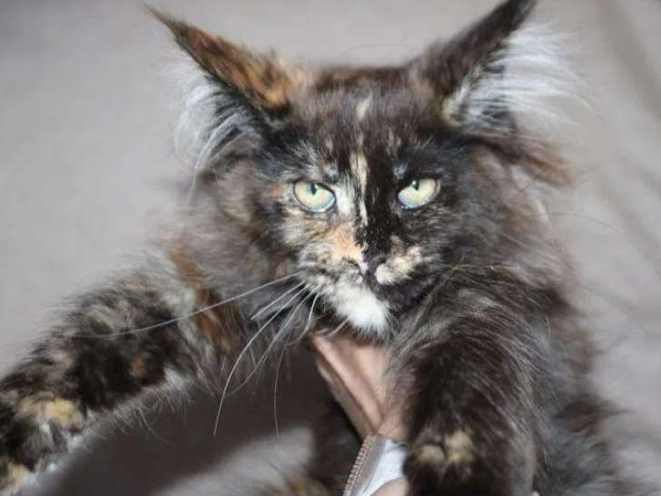 À vendre, 1 chaton Maine Coon femelle (LOOF)