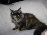 À vendre, 1 chaton Maine Coon femelle (LOOF)