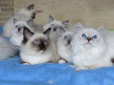 5 chatons Ragdoll à vendre (LOOF)