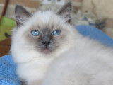 5 chatons Ragdoll à vendre (LOOF)