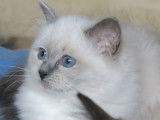 5 chatons Ragdoll à vendre (LOOF)
