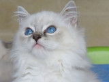 5 chatons Ragdoll à vendre (LOOF)