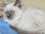 5 chatons Ragdoll à vendre (LOOF)