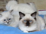 5 chatons Ragdoll à vendre (LOOF)