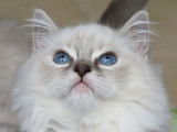 5 chatons Ragdoll à vendre (LOOF)