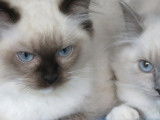 5 chatons Ragdoll à vendre (LOOF)