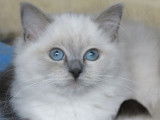 5 chatons Ragdoll à vendre (LOOF)