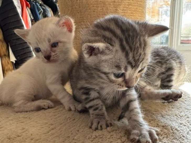 À réserver, des chatons Bengal (LOOF)