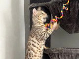 À réserver, des chatons Bengal (LOOF)