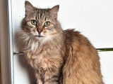 Minette Lily, chatte de 9 ans à adopter