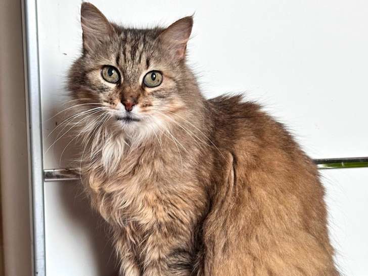 Minette Lily, chatte de 9 ans à adopter