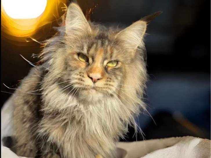 Chien adulte femelle Maine Coon (LOOF)