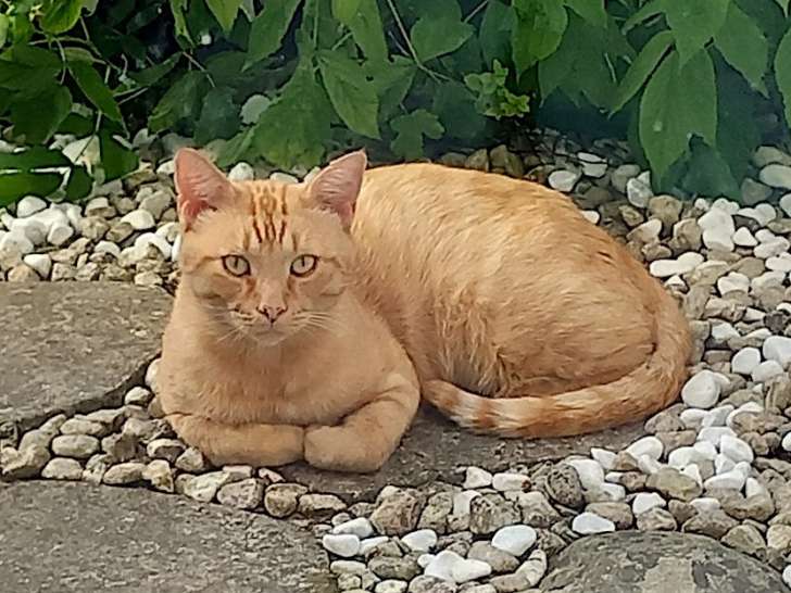 James, chat de 2 ans à adopter en association