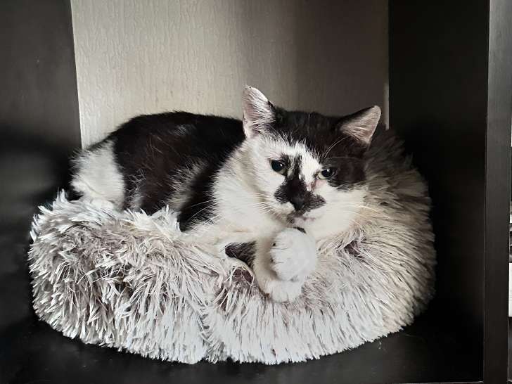 Figaro, jeune chat de 1 an à adopter en association
