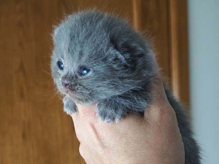 Chaton British shorthair blue avec pedigree à vendre