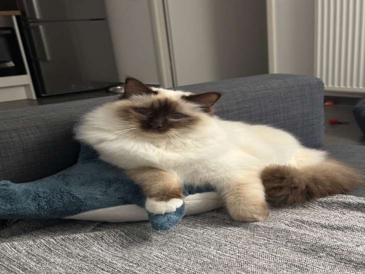 Mâle Sacré de Birmanie LOOF disponible pour saillie