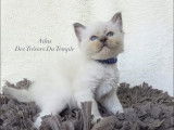 8 chatons Ragdoll à vendre (LOOF)