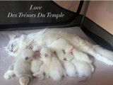 8 chatons Ragdoll à vendre (LOOF)