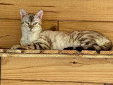 Chat femelle Bengal adulte à vendre (LOOF)