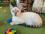 À vendre, 5 chatons Bengal LOOF