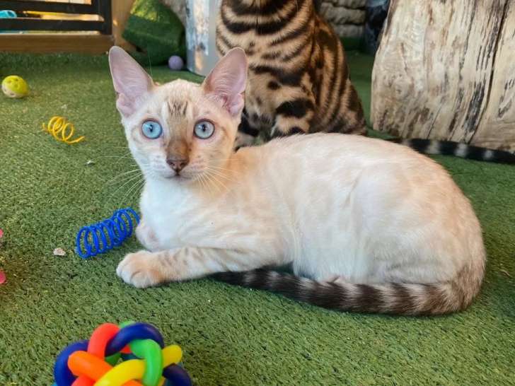 À vendre, 5 chatons Bengal LOOF