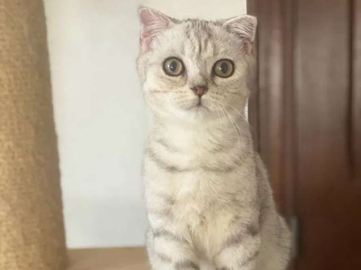 10 chatons Scottish Fold et Straight disponibles à la vente (non LOOF)