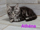 3 chatons femelles Maine Coon LOOF à vendre