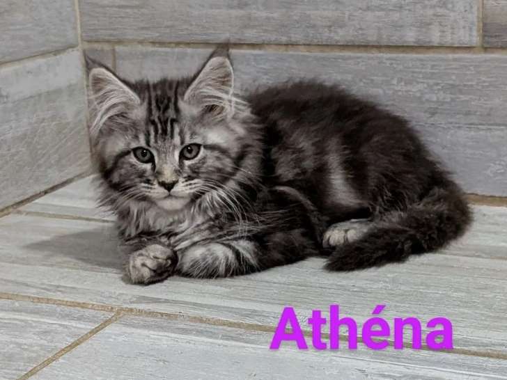 3 chatons femelles Maine Coon LOOF à vendre