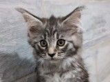3 chatons femelles Maine Coon LOOF à vendre