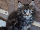 3 chatons femelles Maine Coon LOOF à vendre