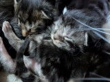 À réserver, des chatons Maine Coon (LOOF)