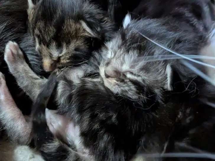 À réserver, des chatons Maine Coon (LOOF)