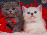 3 chatons mâles British Shorthair LOOF à vendre