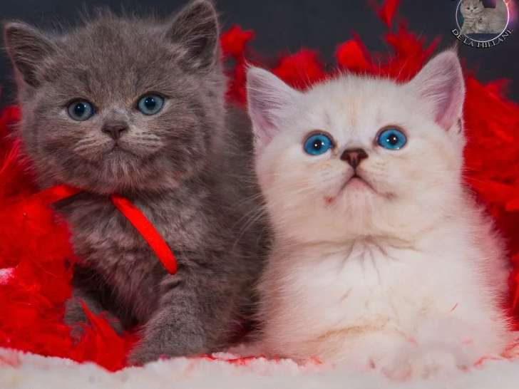 3 chatons mâles British Shorthair LOOF à vendre