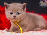 3 chatons mâles British Shorthair LOOF à vendre