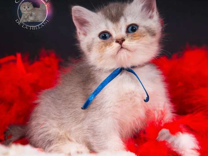 Des chatons mâles British Shorthair à réserver (LOOF)
