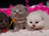 Des chatons mâles British Shorthair à réserver (LOOF)