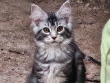 À vendre, 3 chatons femelles Maine Coon (LOOF)