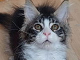 À vendre, 3 chatons Maine Coon LOOF