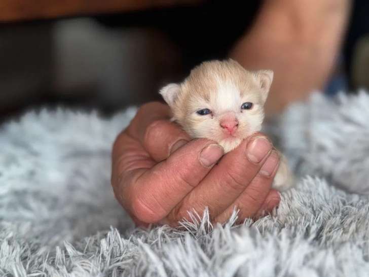 À réserver, 5 chatons Maine Coon (LOOF)