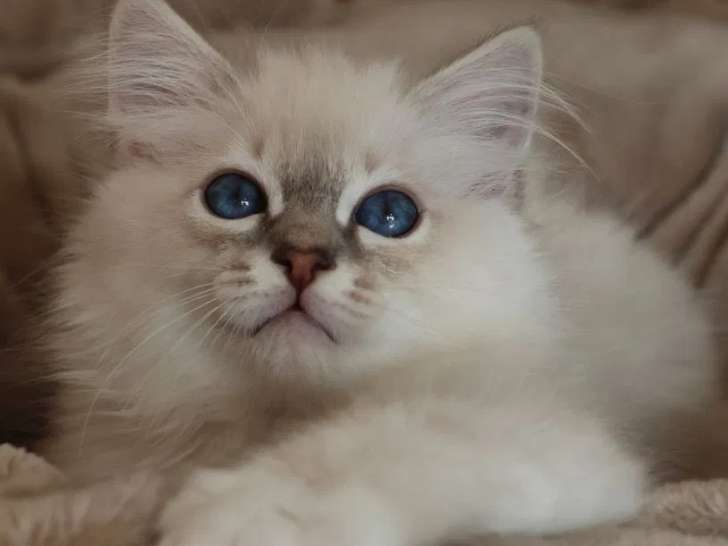 À réserver, 3 chatons mâles Sacré de Birmanie LOOF