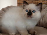 À réserver, 3 chatons mâles Sacré de Birmanie LOOF